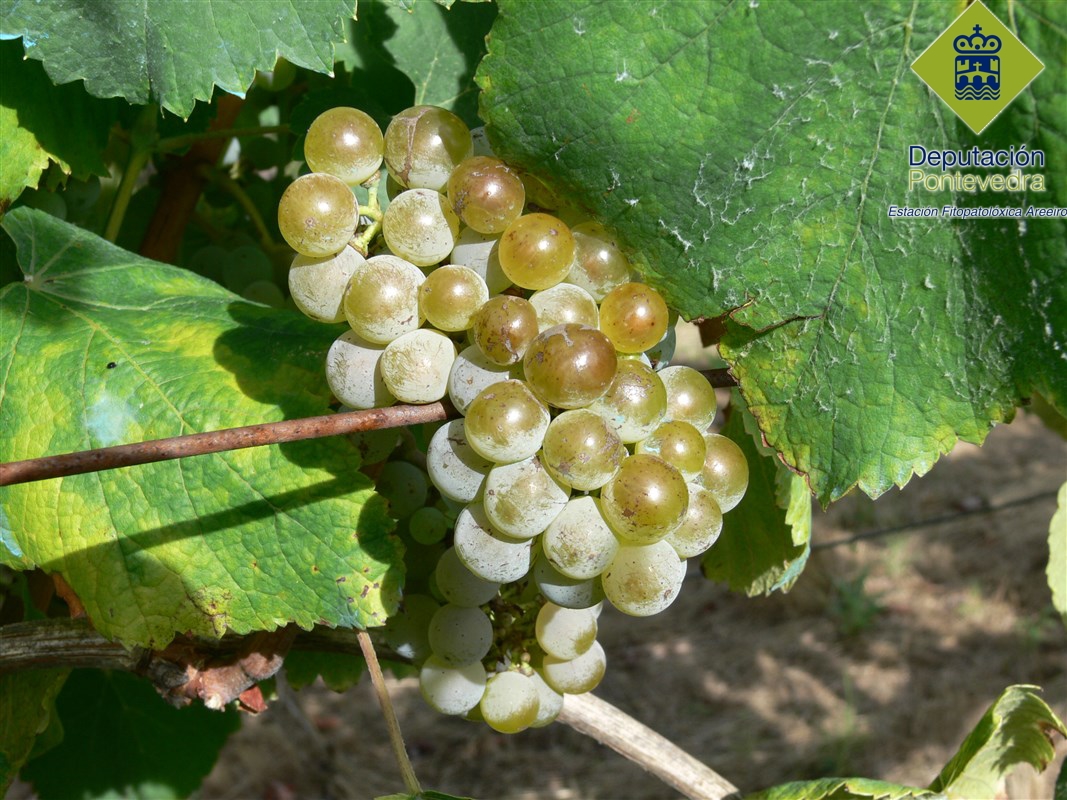 Phytosanitary alerts by the Regional Government of Galicia regarding dangerous pests, or adverse meteorological conditions affecting vineyards on date 28.08.2015